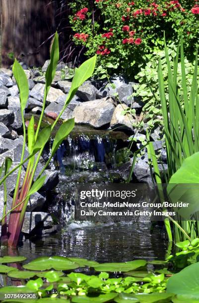 Steve Ashe's koi water pond that he built in his backyard fill with many different plants and about 20 fish which stayed near the bottom of the four...