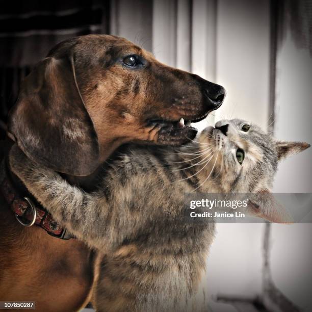 Kitty hugs dog