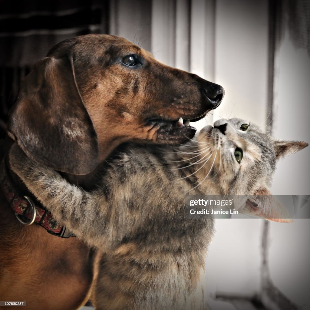 Kitty hugs dog