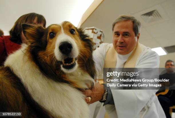 Charles Reeder 18 Shelty Stock Photos, High-Res Pictures, and Images - Getty Images