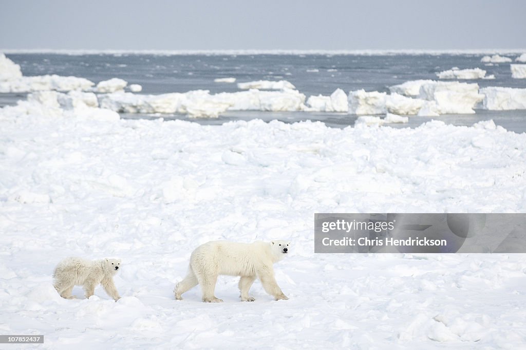 Polar bear mom and cub walking on sea ice.