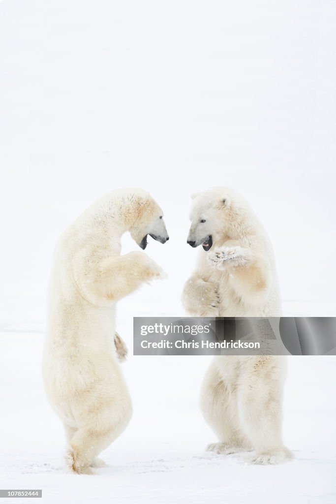 Polar Bears sparring in snow.