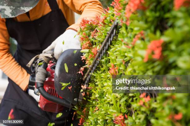 gardener decorating garden - heckenschere stock-fotos und bilder