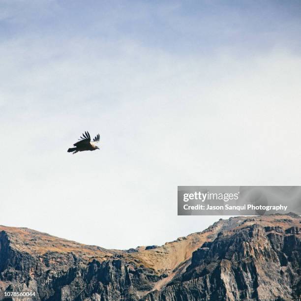 Condor Flying Back View Condor Style Photos and Premium High Res Pictures - Getty Images