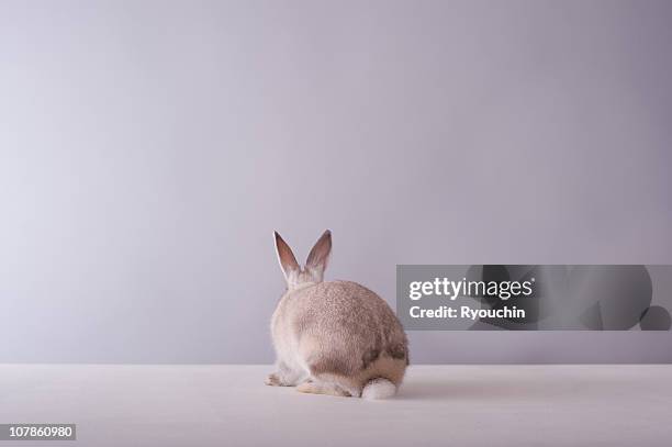 Rabbit Behind Photos and Premium High Res Pictures - Getty Images