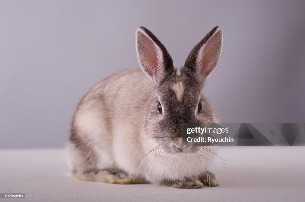 Rabbit,animal,it is pretty