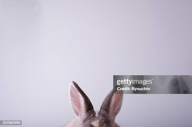 rabbit,animal,it is pretty - animal ear stock-fotos und bilder