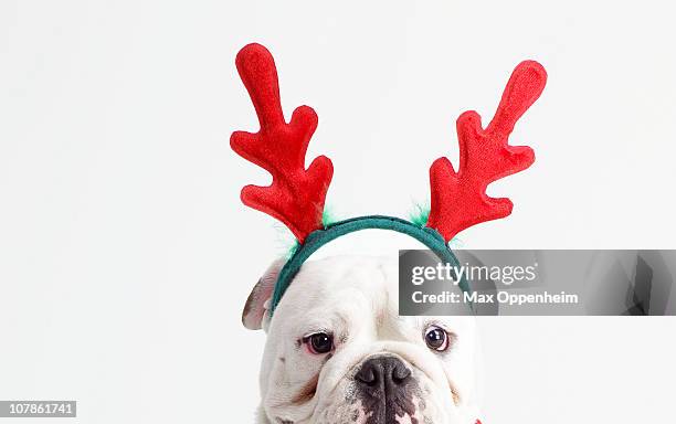 bulldog wearing christmas antlers - funny christmas dog stock pictures, royalty-free photos & images