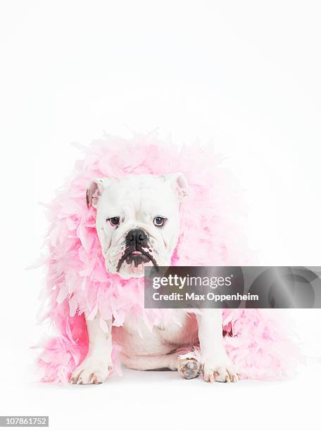 bulldog wearing feather boa - boa stock pictures, royalty-free photos & images