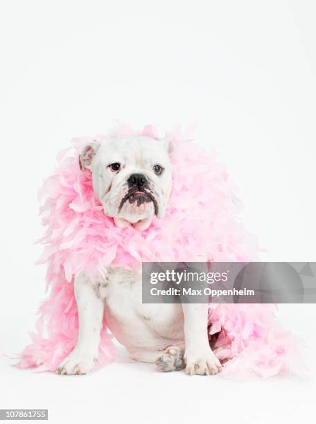 bulldog wearing feather boa - boa persoonlijk accessoire stockfoto's en -beelden