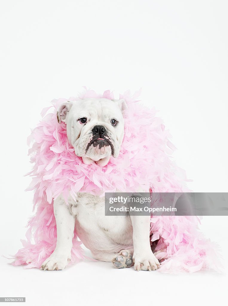 Bulldog wearing feather boa