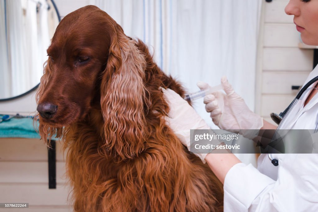 Hund vom Tierarzt geimpft