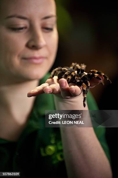 Zookeeper Kate Pearce poses for photographers with a red-kneed bird-eating tarantula during the annual stocktake at London Zoo, north London, on...