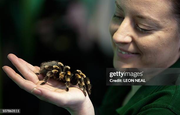 Zookeeper Kate Pearce poses for photographers with a red-kneed bird-eating tarantula during the annual stocktake at London Zoo, north London, on...