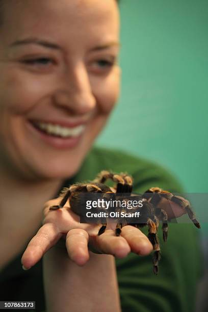 Zoo keeper Kate Pearce makes note of a red kneed bird-eating tarantula as she conducts ZSL London Zoo's annual stocktake on January 4, 2011 in...