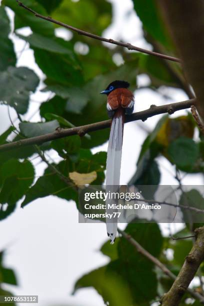 african paradise flycatcher (terpsiphone viridis) with an unusual white tail - eutrichomyias rowleyi stock pictures, royalty-free photos & images