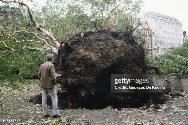 An uprooted tree in a park in England, in the aftermath of the Great Storm of 1987, 17th October 1987.