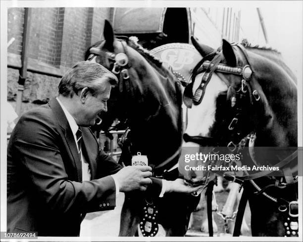 Sports minister Michael Cleary gives the famous Carlton's Clydesdale Horses a drink of the new beer before despaching them on the first delivery run...