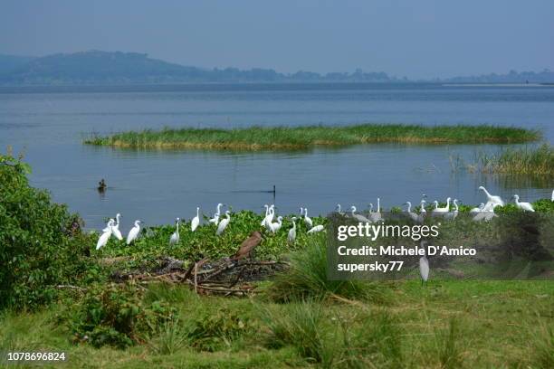 egrets resting in a swamp - lake victoria stock pictures, royalty-free photos & images
