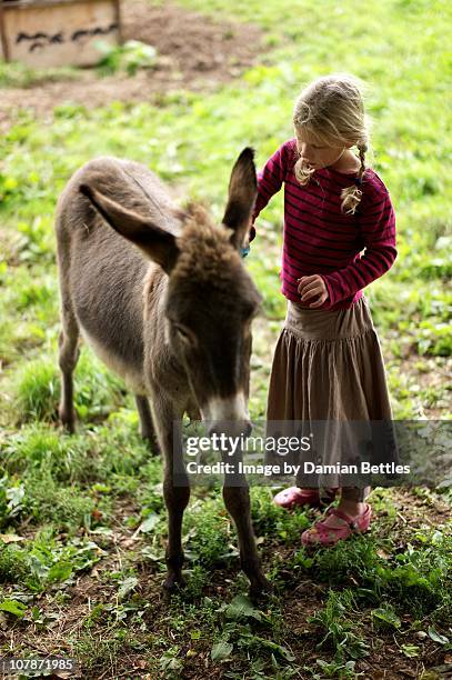 grooming the donkeys - ass six stock pictures, royalty-free photos & images