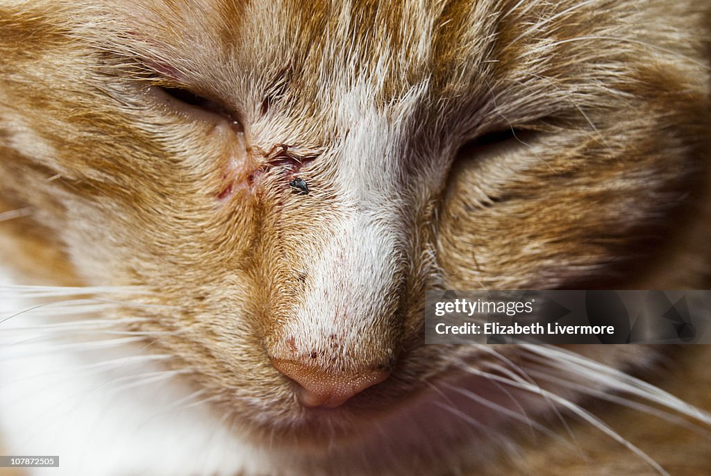 Close up of cat face