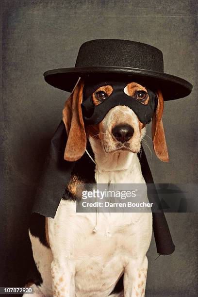 dog wearing black mask and hat - dog mask stock pictures, royalty-free photos & images