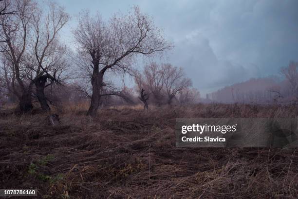 spooky dark and old forest - lifeless tree stock pictures, royalty-free photos & images