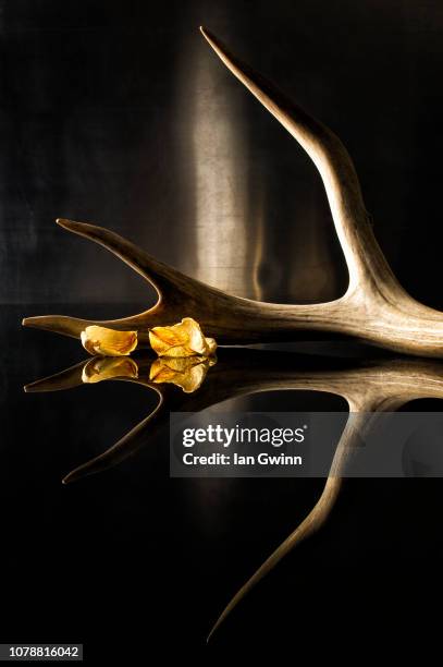 antler and petals - geweih stock-fotos und bilder