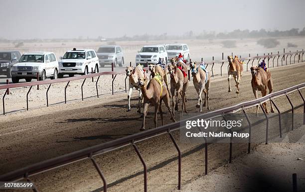 Camel Racing Track 4,229 Racing Camels Stock Photos, High-Res Pictures, and Images - Getty ...