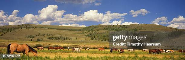 horses grazing in pasture with hills beyond - horse grazing stock pictures, royalty-free photos & images