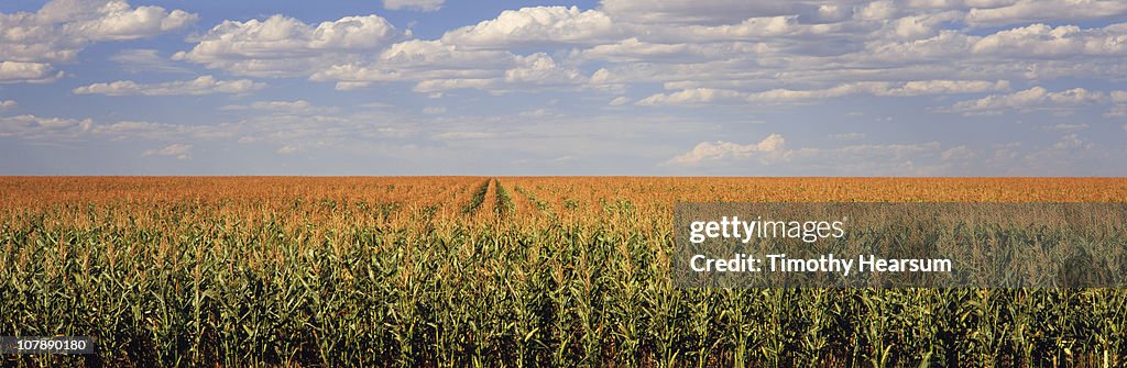 Rows of tassled corn; blue sky and clouds beyond