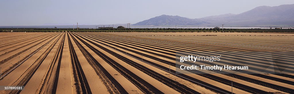 Trenched rows ready for planting; mountains beyond