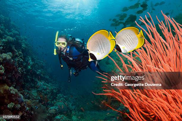 woman diver with tropical fish - diving equipment stock pictures, royalty-free photos & images