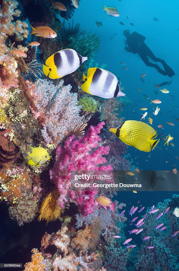 Coral reef with fish and soft corals, with diver