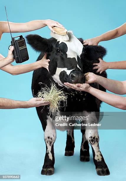 cow (bos taurus) being pampered - happy cow stock-fotos und bilder