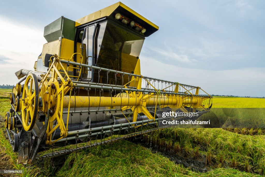 Local farmer uses machine to harvest rice on paddy field. Sabak Bernam is one of the major rice supplier in Malaysia.