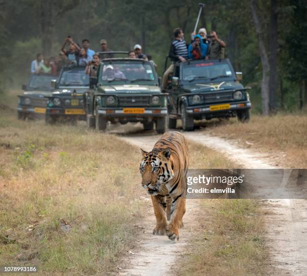bengal tiger walking along a track in bandhavgarh national park, india - bandhavgarh national park stock pictures, royalty-free photos & images