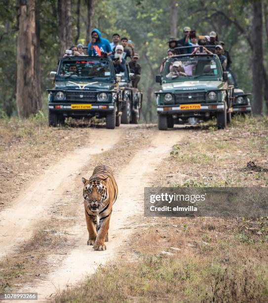 bengal tiger walking along a track in bandhavgarh national park, india - bandhavgarh national park stock pictures, royalty-free photos & images