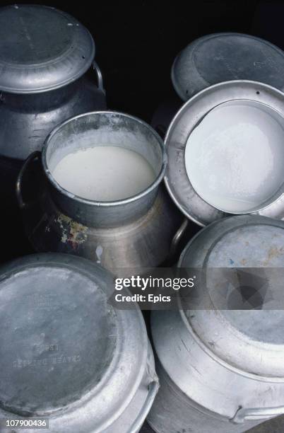 Milk in churns on a dairy farm in Wensleydale an area famous for it's cheese, Yorkshire, April 1982.