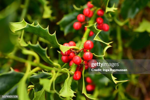 holly bush - christmas denmark stock pictures, royalty-free photos & images