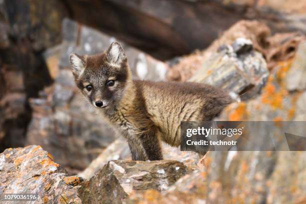 vorderansicht des ein polarfuchs junges, svalbard-inseln - vuxen stock-fotos und bilder