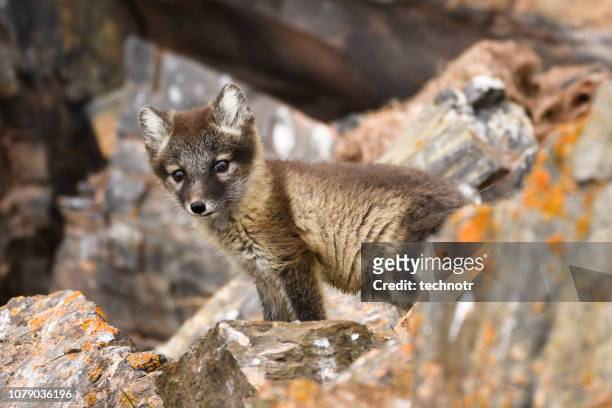 front view of an arctic fox cub, svalbard islands - arctic fox cub stock pictures, royalty-free photos & images
