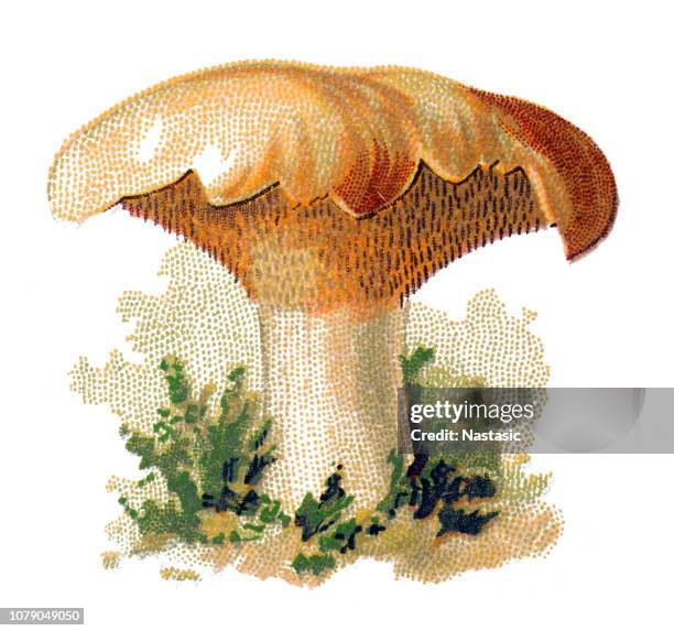 hydnum repandum, commonly known as the sweet tooth, wood hedgehog or hedgehog mushroom - hedgehog mushroom stock illustrations