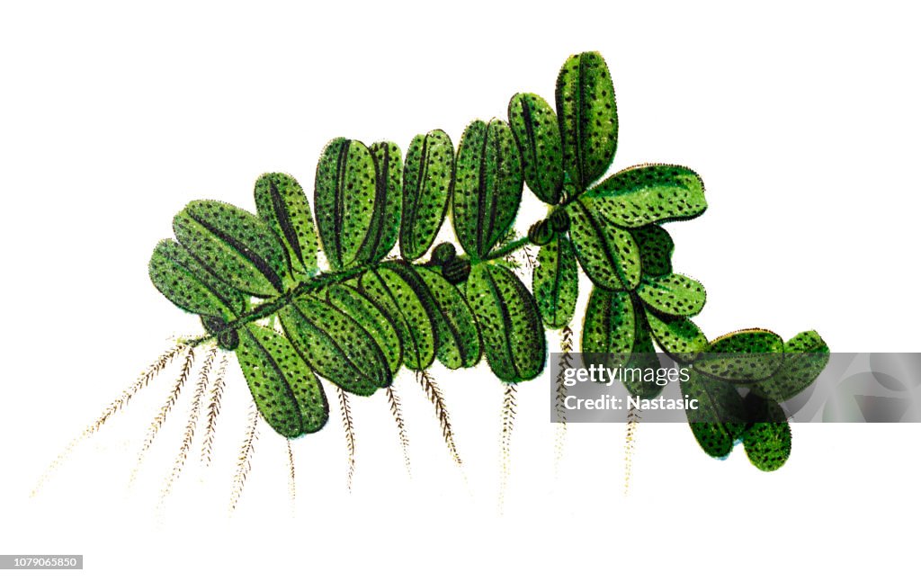 Floating fern (Salvinia natans)