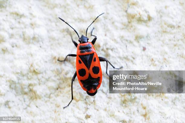Firebug Insect Photos and Premium High Res Pictures - Getty Images