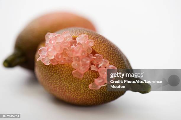 australian finger lime (citrus australasica) - finger lime stock pictures, royalty-free photos & images