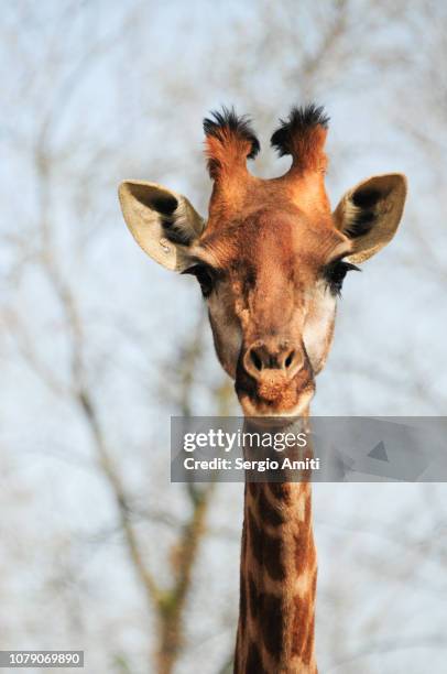 giraffe looking at camera - april giraffe stock pictures, royalty-free photos & images