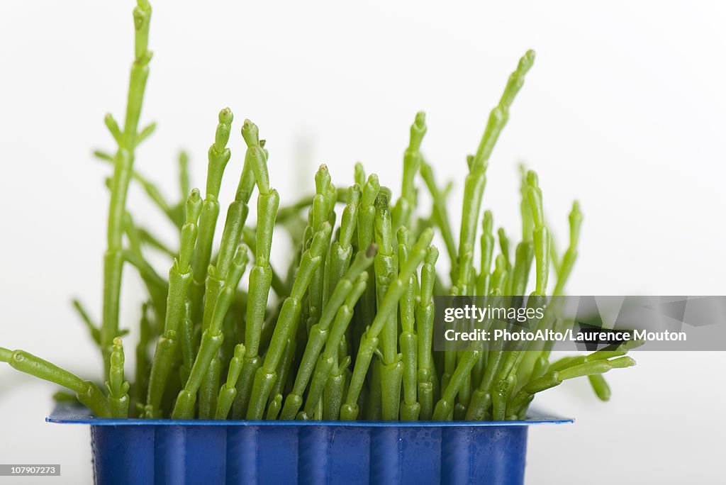 Fresh salicornia