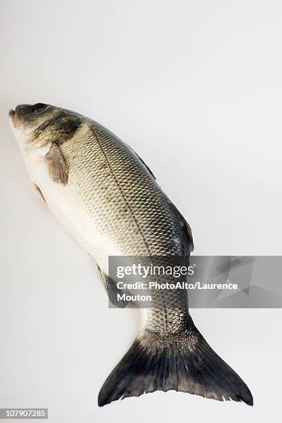 Sea Trout High-Res Stock Photo