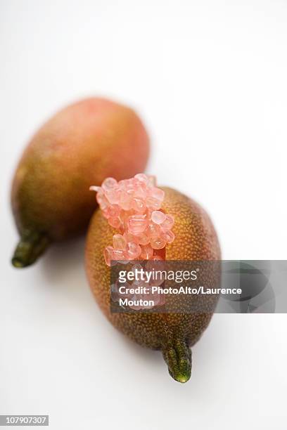 australian finger lime (citrus australasica) - finger lime stock pictures, royalty-free photos & images